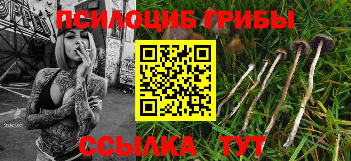 Богданович  Галлюциногенные грибы Psilocybe  Вход с VPN  Псилоцибиновые грибы ЛСД 